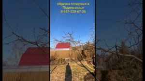 правильная обрезка чблони на плодоношение