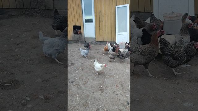 Доброе утро из деревни🏠