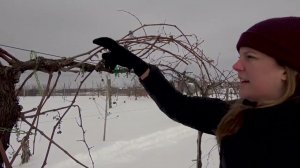 Болезни штамба винограда на высоком кордоне. Замена рукава, лучшее время для обрезки (Миннесота)