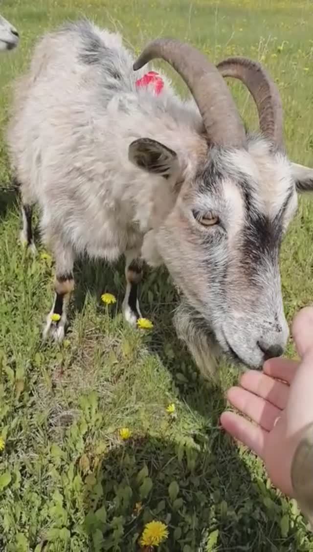 Добрый козел с козленком.