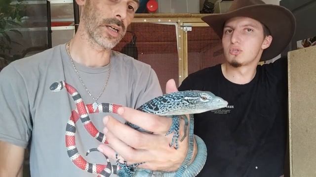 LES VARANS de Herp formation #varanus macraei #varanus panoptes horni