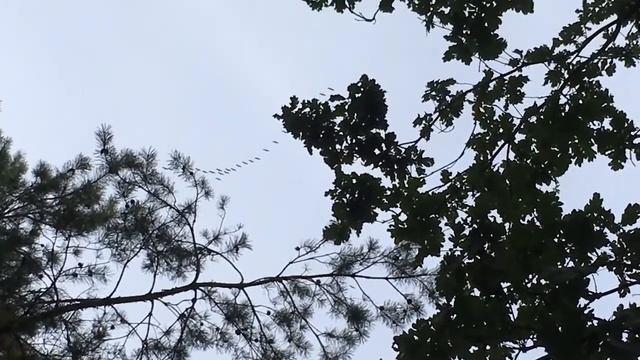 Журавлі відлітають смотреть онлайн