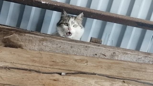 Кошки