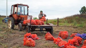 ВОТ ЭТО УРОЖАЙ КАРТОФЕЛЯ! ЗА РАЗ НЕ УВЕЗЛИ НА ТРАКТОРЕ ｜ ПРО НАС НАПЕЧАТАЛИ СТАТЬЮ В ЖУРНАЛЕ