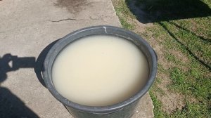 Ранняя дешёвая, но очень эффективная домашняя подкормка для пионов.