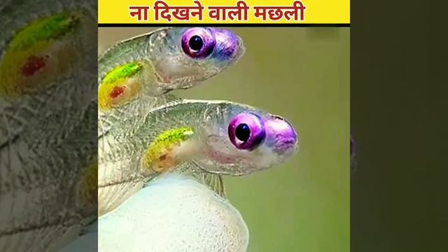 सबसे अनोखी मछली| transparent fish (leptocephalus) #shorts смотреть онлайн