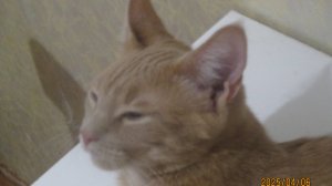 котёнок метис Мэйн-кун 5 месяцев вес 3.2 кг попрошайка