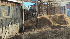 Выгул для козлят