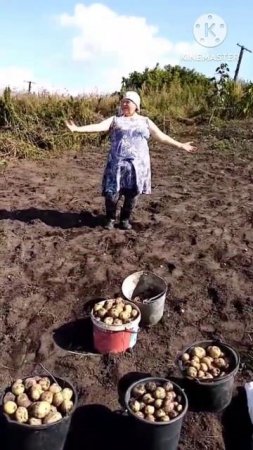 Яблочко да на тарелочке...