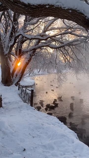 Зима озеро утки.Природа смотреть онлайн