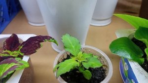 Обзор растений, которые я буду высаживать в деревне