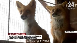Пятеро лисят появились на свет на ранчо рядом с Севастополем