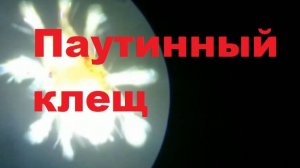 Паутинный клещ