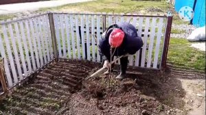 Вернулись в Сибирь/достаём картошку для посадки/навозные грядки