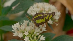 5129671-uhd_3840_2160_24fps