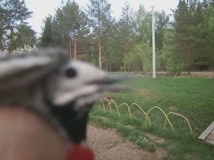 Выпускаю  ласточек  из  плена. Цветёт  терновник.