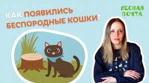От кого появились беспородные кошки? Лесная почта Лапландского заповедника