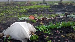 Жду заморозка, укрываю розы
