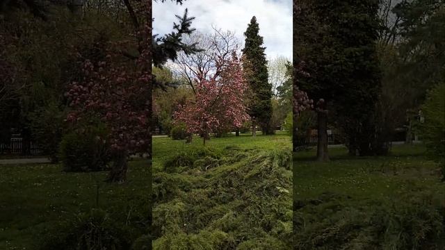 ЦВЕТОЧНОЕ НАСТРОЕНИЕ. ЦВЕТУЩИЕ ПАРКИ БРАШОВА, В РУМЫНИИ. #влог #romania #spring #helga #flowers