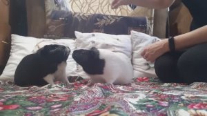 Дрессировка морских свинок. Скучаю по моим девочкам. Архив❤️🐭