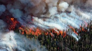 Из-за масштабных лесных пожаров в Бурятии ограничили доступ в лес и ввели противопожарный режим