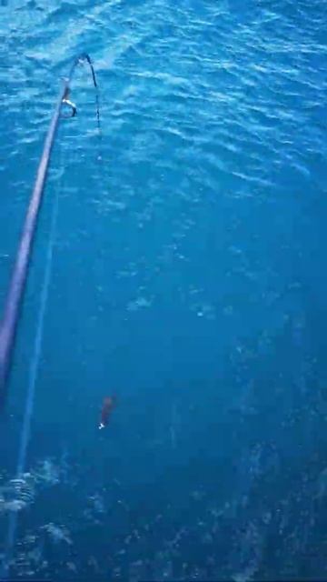 морской ёрш(скорпена) на микроджиг смотреть онлайн