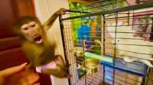 Люська вернулась домой и давай ДРАКОНИТЬ Жорика и осваивать новую горку, которая