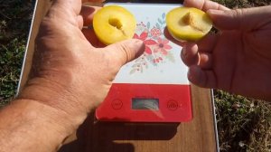 Плуот Флавор Квін (Prunus dasycarpa Flavor Queen)