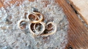 Кошачие глисты, фу! Как это выглядит.