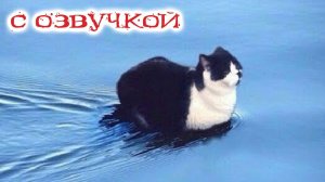 ПРИКОЛЫ С КОТАМИ! С ОЗВУЧКОЙ! Самые смешные животные! Смешные коты и собаками 2025!