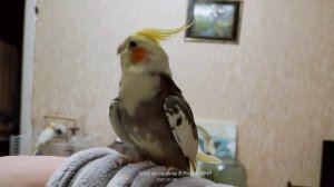 Попугай корелла. Приучаем Генку к новым командам🦜