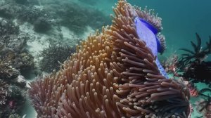 Лучшая Музыка для снятия стресса . Погрузитесь в успокаивающие объятия,  спокойным глубинам моря.