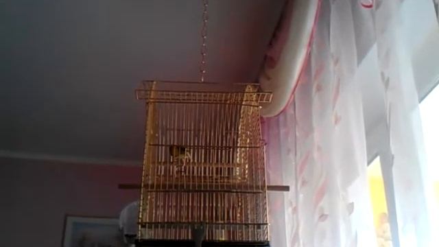 Singing canaries.Пение канарейки.