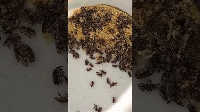 CORN WEEVILS, SITOPHILUS ZEAMAIS, CURCULIONIDAE, COLEOPTERA, INSECTS IN KYIV, UKRAINE. Entomology.