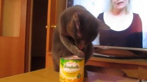 Котик ест кукурузу руками))