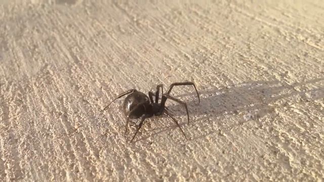 Latrodectus Hesperus Female Up Close ***HD*** смотреть онлайн