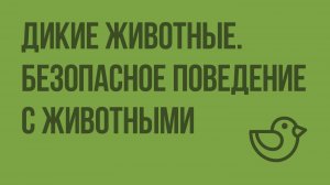 Дикие животные. Безопасное поведение с животными. Видеоурок по окружающему миру 1 класс