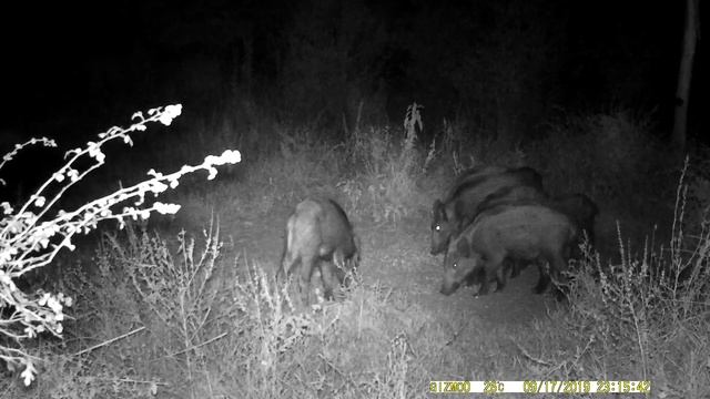 Anya megjött. Vaddisznó / wild boar