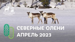 Дикие северные олени. Лапландский заповедник