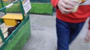 МОРСКИЕ СВИНКИ И БЕЛКА