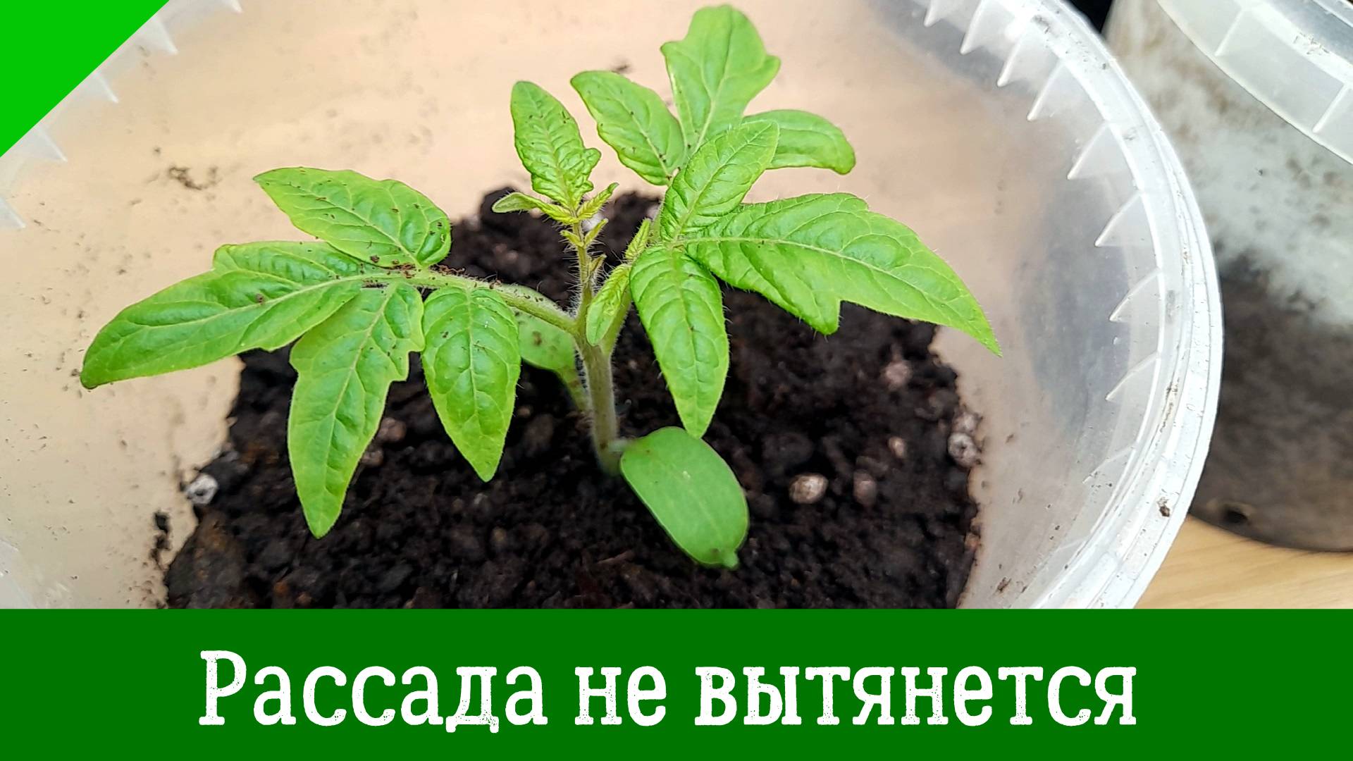 Что делать, чтобы рассада томатов не вытягивалась? Как получить крепкую и хорошую рассаду помидоров