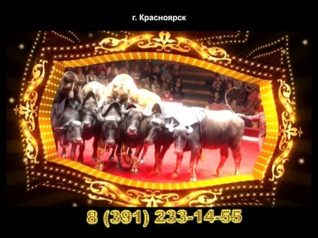 цирк15 смотреть онлайн