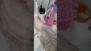 мой кот Кеша когда я умываюсь в школу