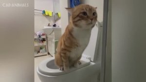 КОШКИ: Безумные выходки и неудержимый хаос