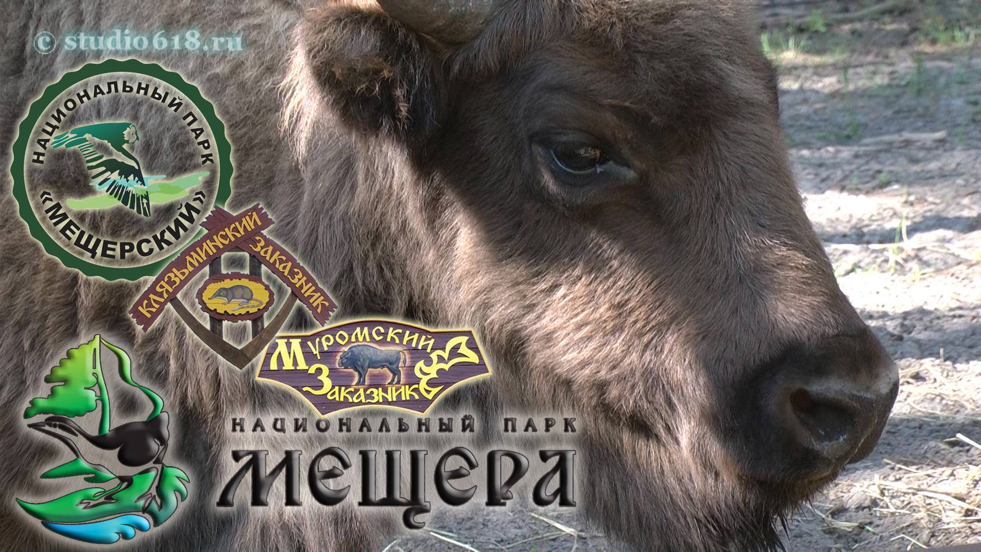 Путешествия по Мещере. Национальные парки Мещера и Мещерский, заказники Муромский и Клязьминский.