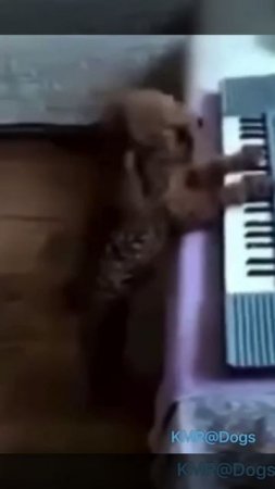Соседи аплодируют стоя🎤😂 ( видео про собак )