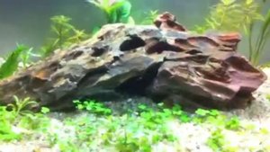 Dragonstone Aquarium