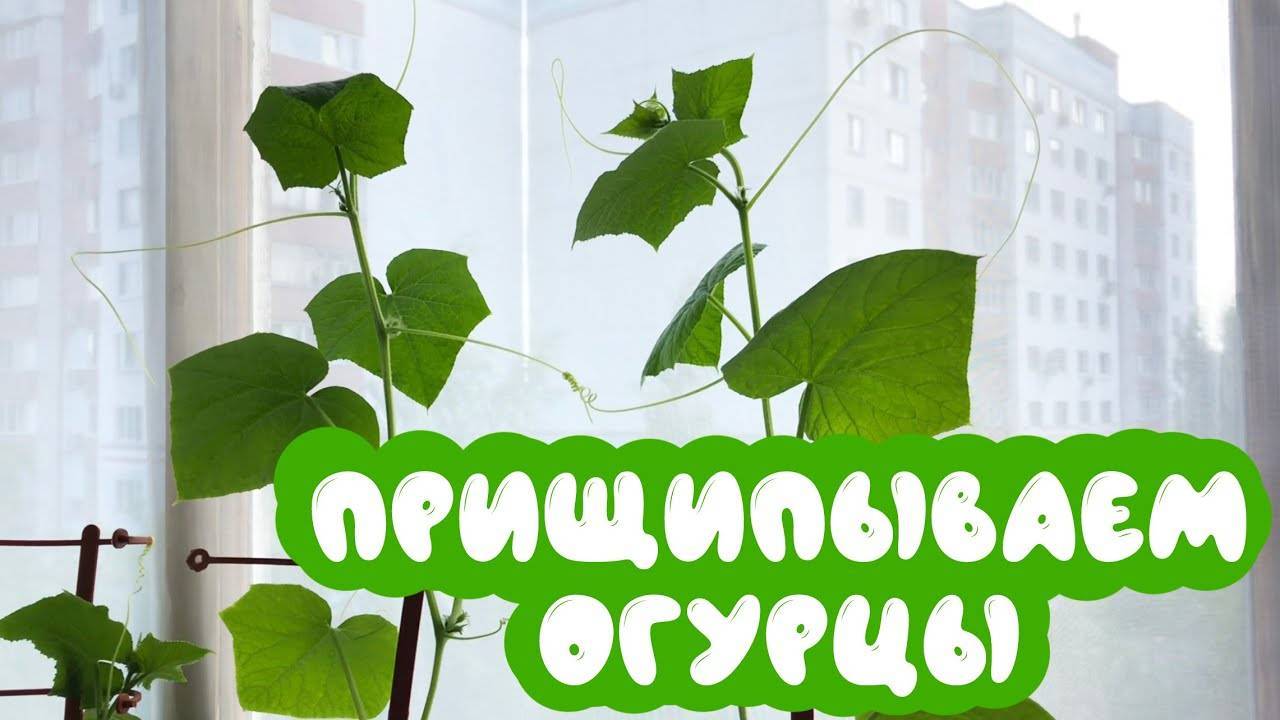 Зачем прищипывать огурцы и как правильно это делать