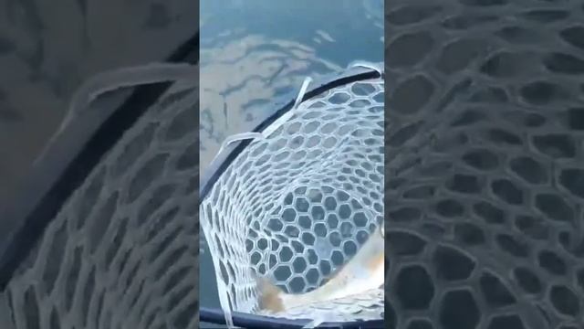 100円のすいそうに釣れたウグイを入れる смотреть онлайн