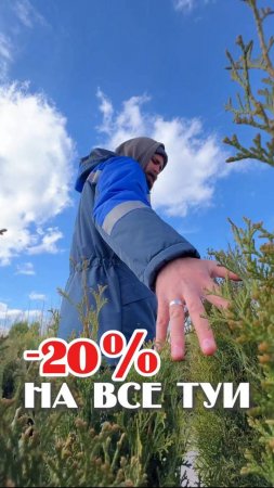 Твои любимые туи ждут тебя!
